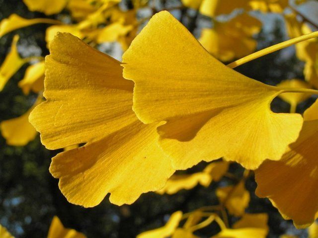 Gingko biloba