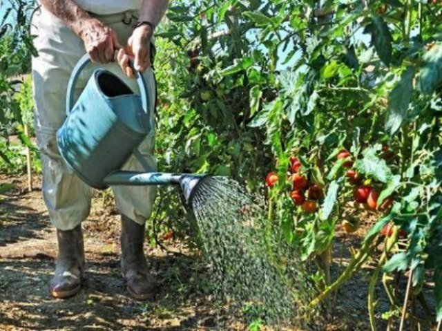 Народные подкормки томатов и огурцов – проверенные рецепты