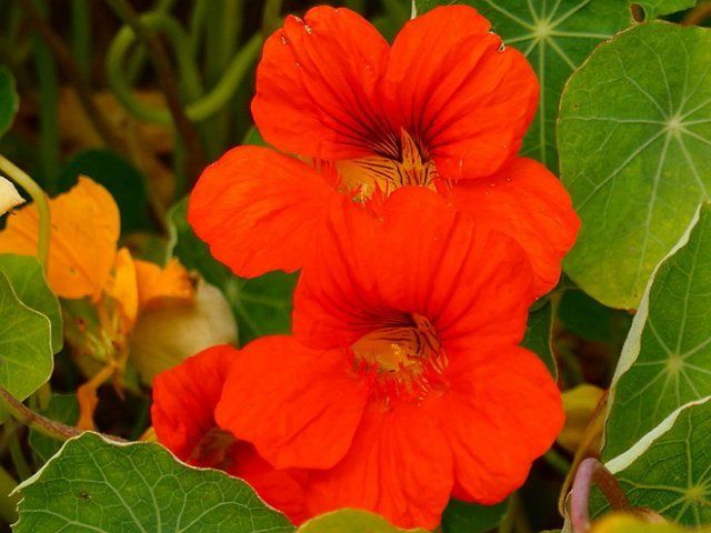 Nasturtium velký