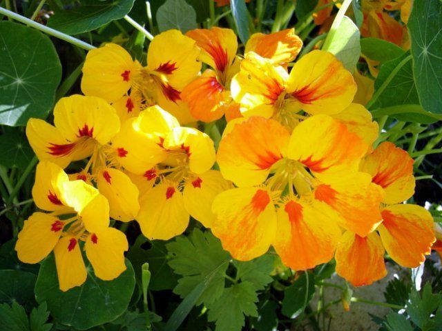 Nasturtium velký