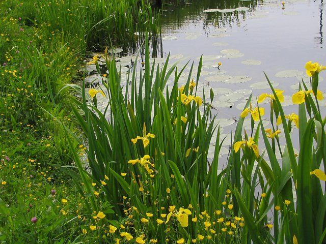 Iris false calamus