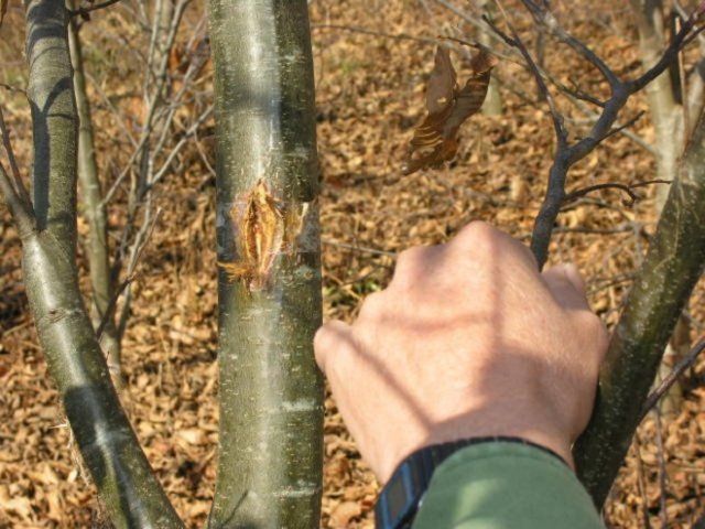 Разрыв на коре дерева