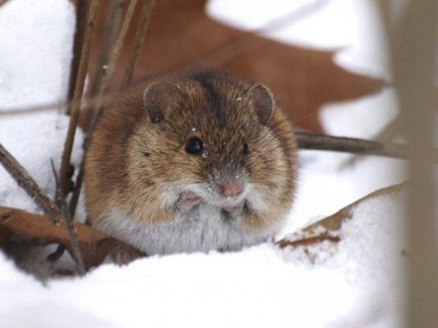 Myška na zahradě