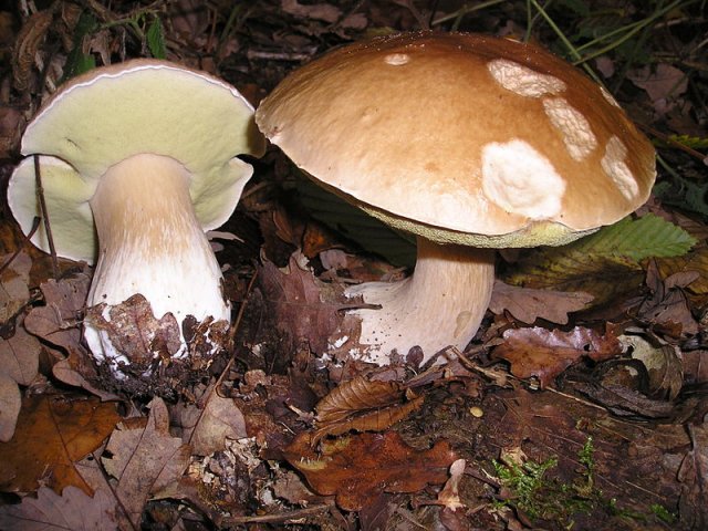 Белый гриб, фото с wikipedia.org, автор - Strobilomyces