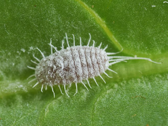 mealybug