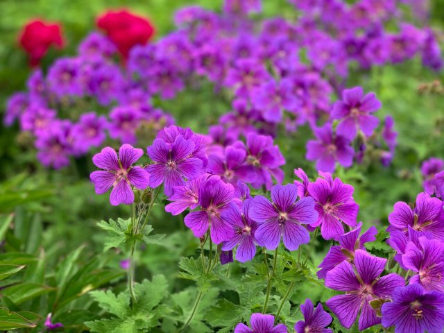 Geranium nádherná fotka