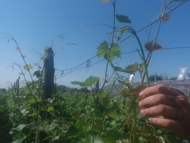 zelené operace ve vinici