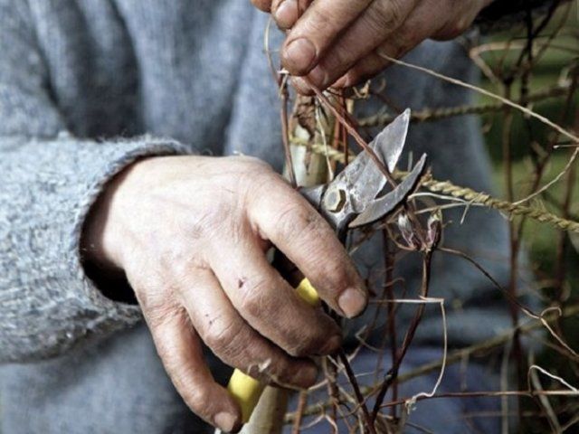 Как утеплить клематис на зиму правильно