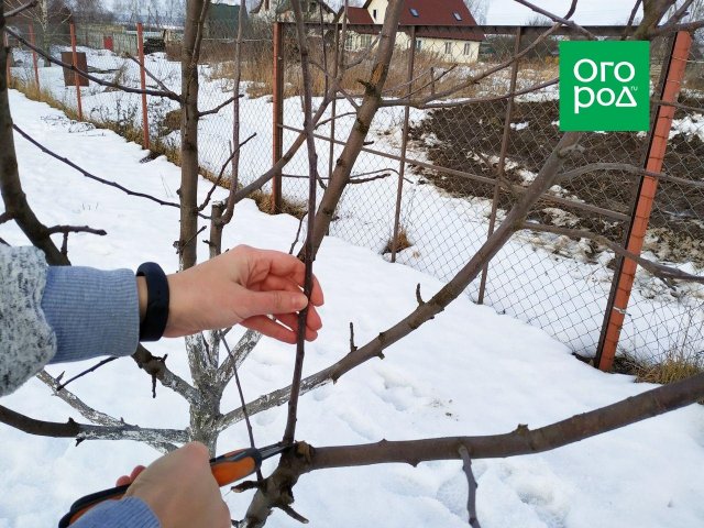 Обрезка яблонь зимой когда и как правильно обрезать