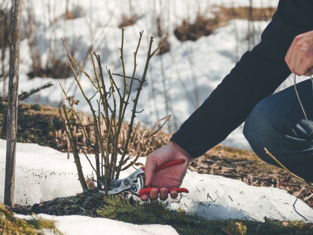 Спасти розу после зимы с почерневшим стволом