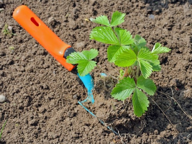 Правила посадки клубники осенью в открытый