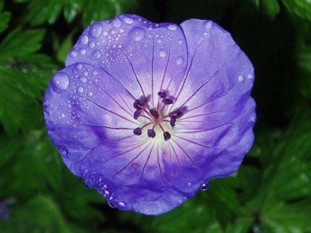 Geranium Rosanna