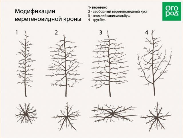 модификации веретеновидной кроны