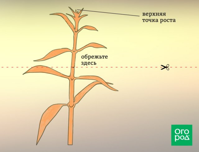 Прищипка петунии схема