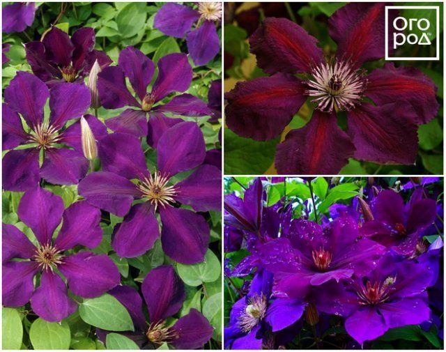 Clematis cikánská královna