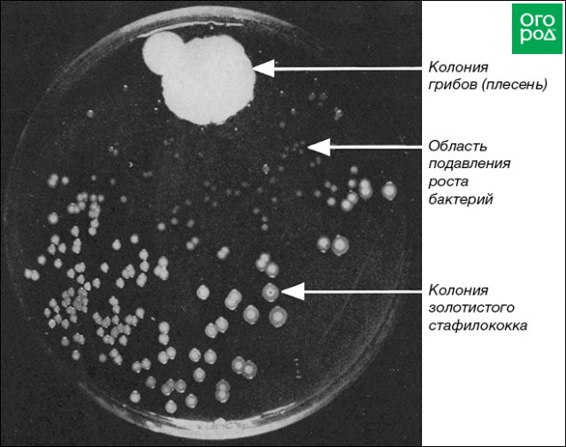 Колония плесени. Колония микроорганизмов это. Антагонизм микроорганизмов. Колонии бактерий. Колонии пенициллина.