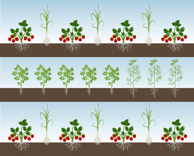 Схема посадки моркови и лука в одной грядке