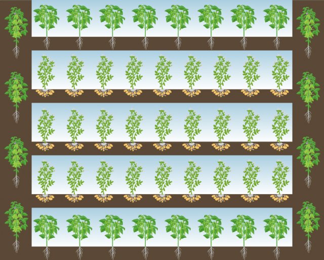 схема уплотненной посадки картофеля