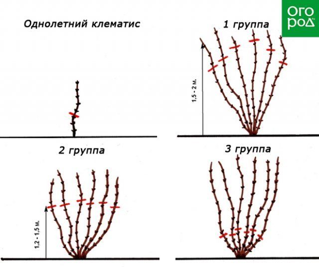 Обрезка клематисов по группам что значит