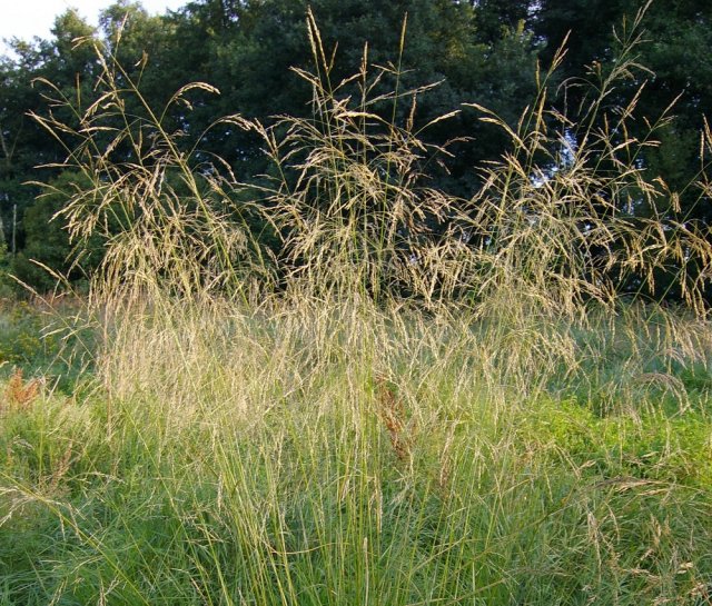 Щучка дернистая в ландшафтном дизайне фото и описание