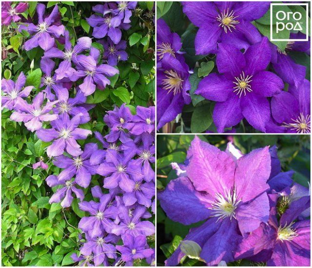 Clematis Luther Burbank