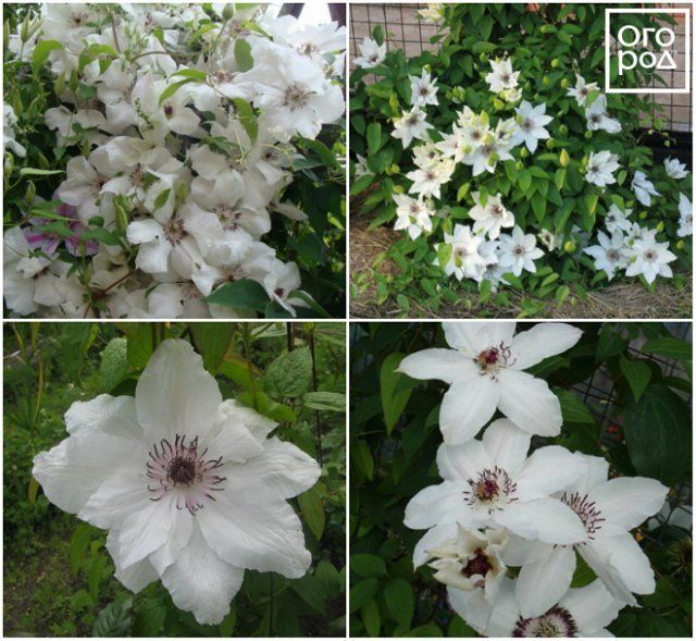 Clematis Ballerina