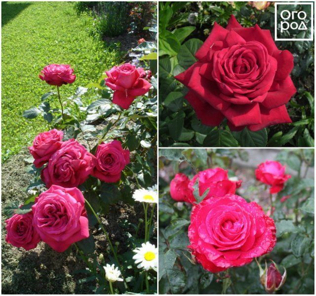 Виды чайно гибридных роз с фото и названиями