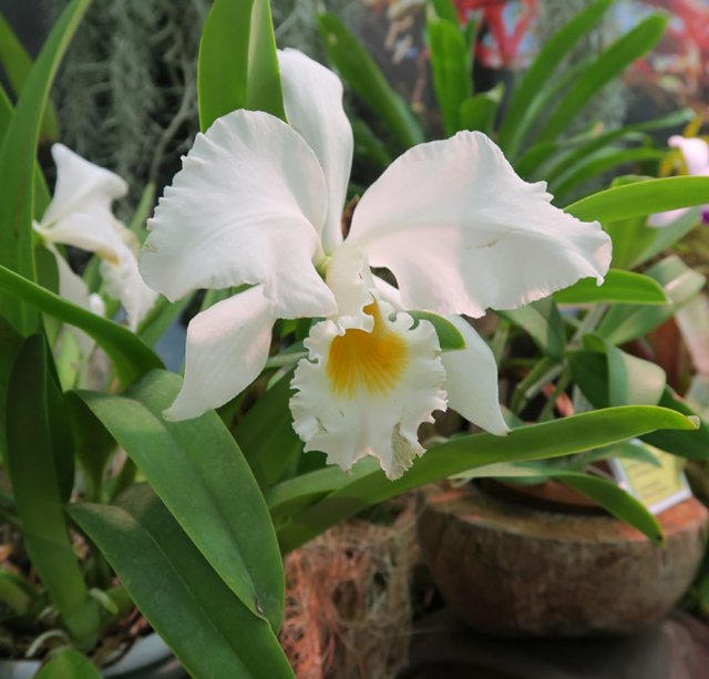 Alba var. Орхидея Каттлея gaskelliana. Орхидея Thunia. Cattleya gaskelliana concolor.