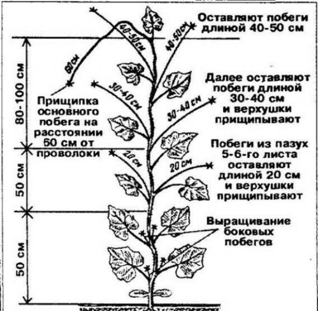 Что делать с боковыми побегами огурцов