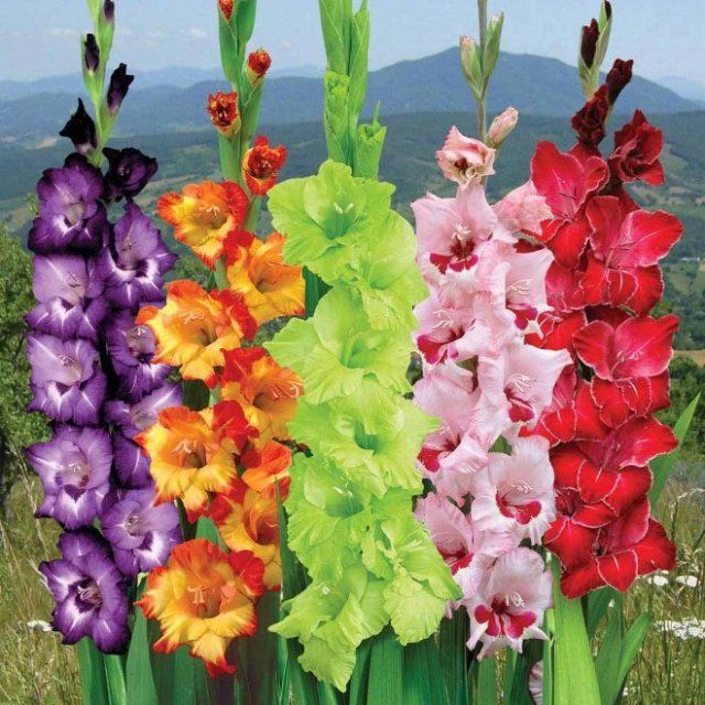 Gladiolus