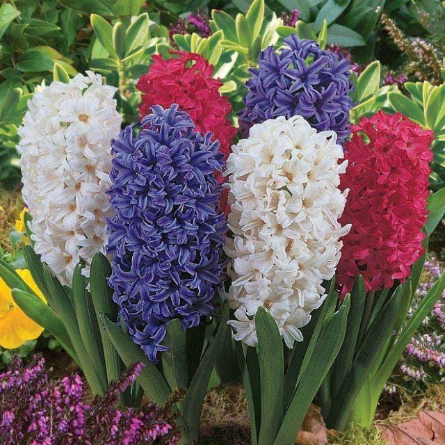 Hyacinty