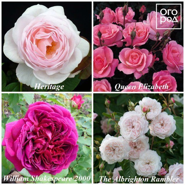 Английские розы дэвида остина каталог с фото и названиями