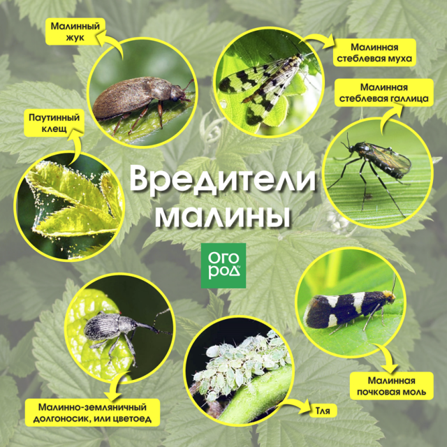 Вредители малины 2