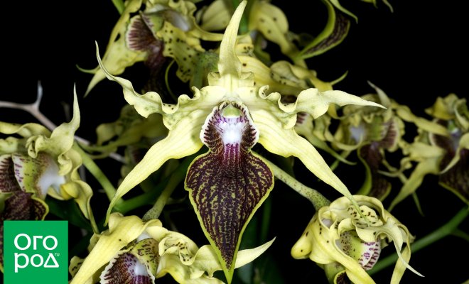 : Малоизвестные виды орхидей