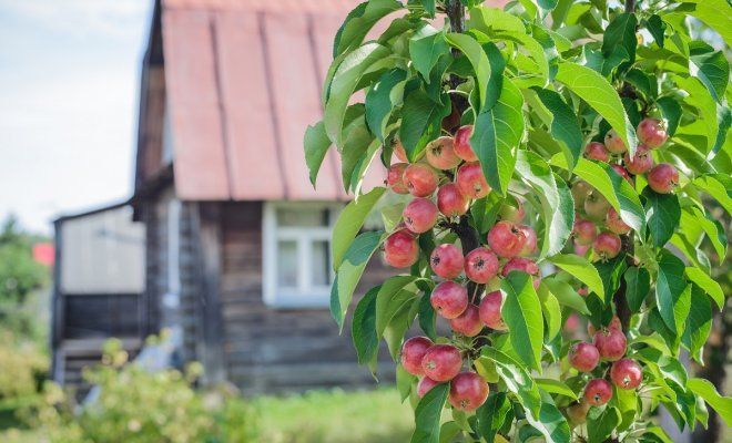 Чем подкармливать колоновидные яблони