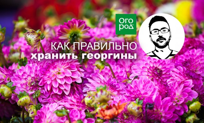 Как подготовить георгины к зиме видео