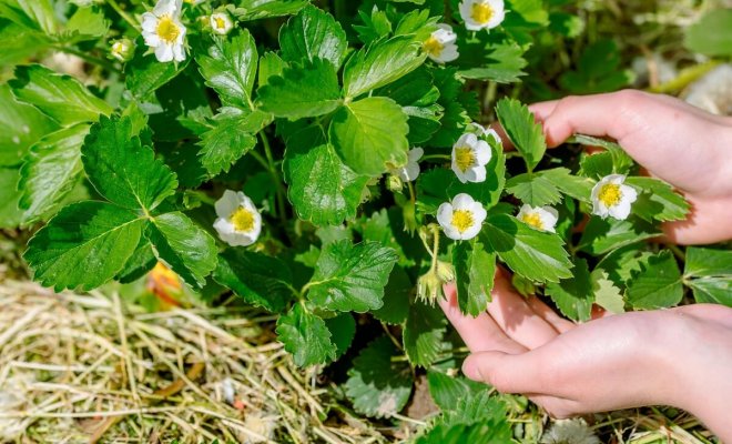 Как ухаживать за клубникой весной чтобы был хороший урожай