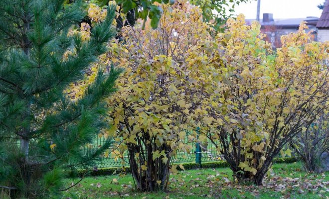 Можно ли делать обрезку смородины осенью