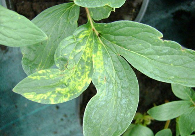 Пионы болезни и лечение фото листья
