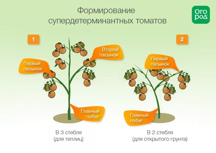 Схема формирования томатов