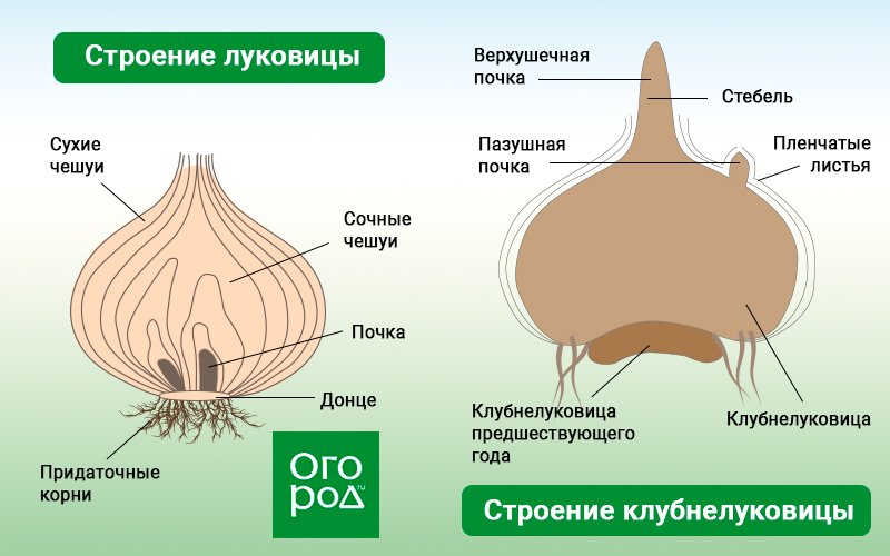 Структура луковицы