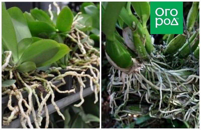 Размножение орхидеи цветоносом секреты размножения черенками и возможности использования отцветших цветоносов | Название сайта