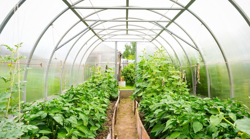 : Inside plastic covered horticulture greenhouse