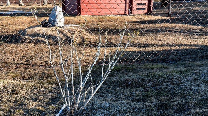 : Чем обработать смородину от болезней и вредителей весной