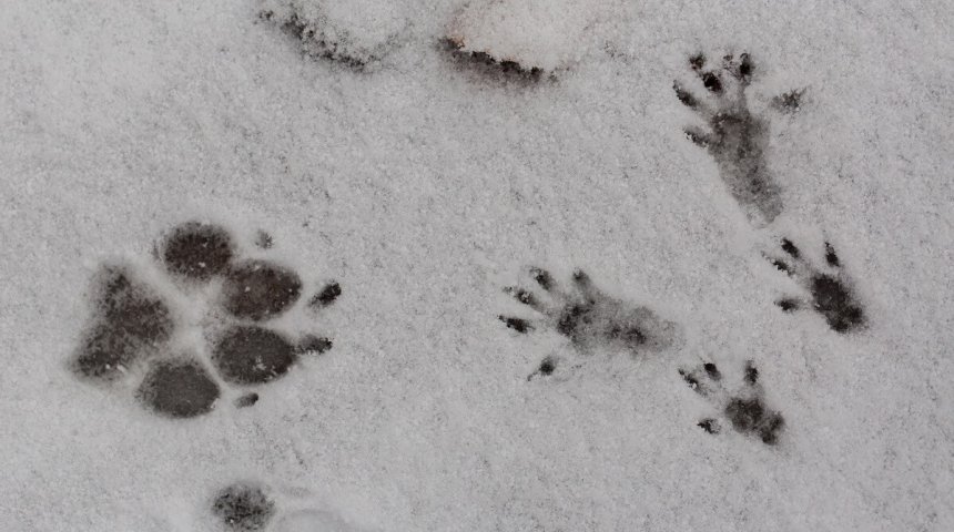 Следы животных на снегу фото с названиями для школьников