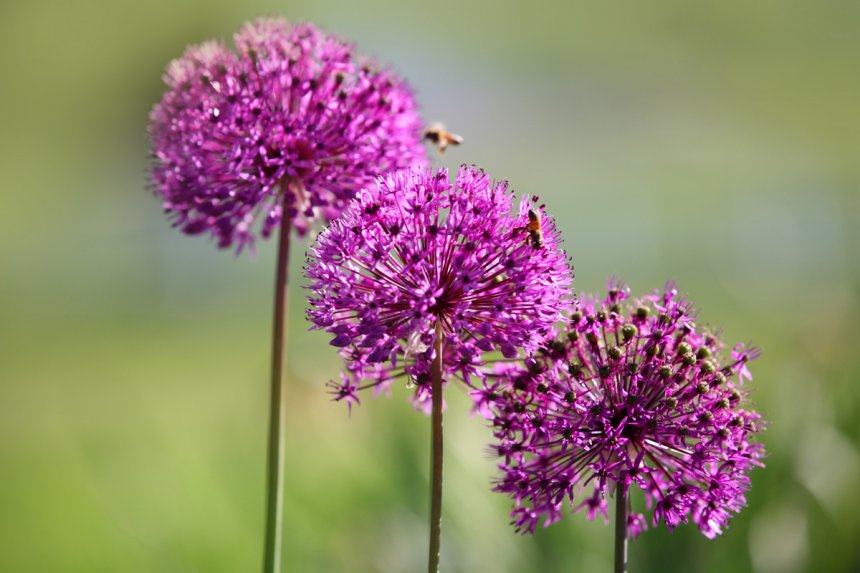 Allium