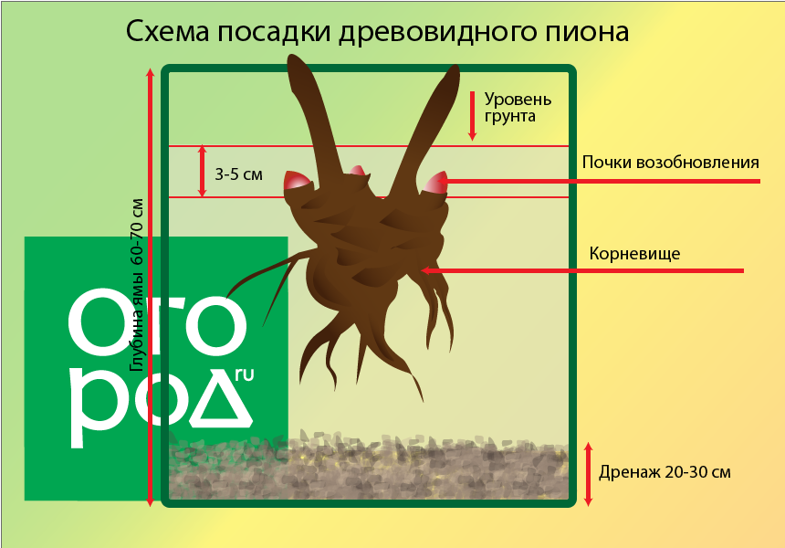 Схема удобрения пионов