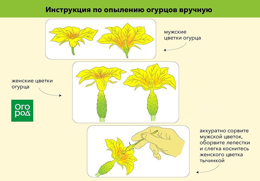 Опыление арбузов