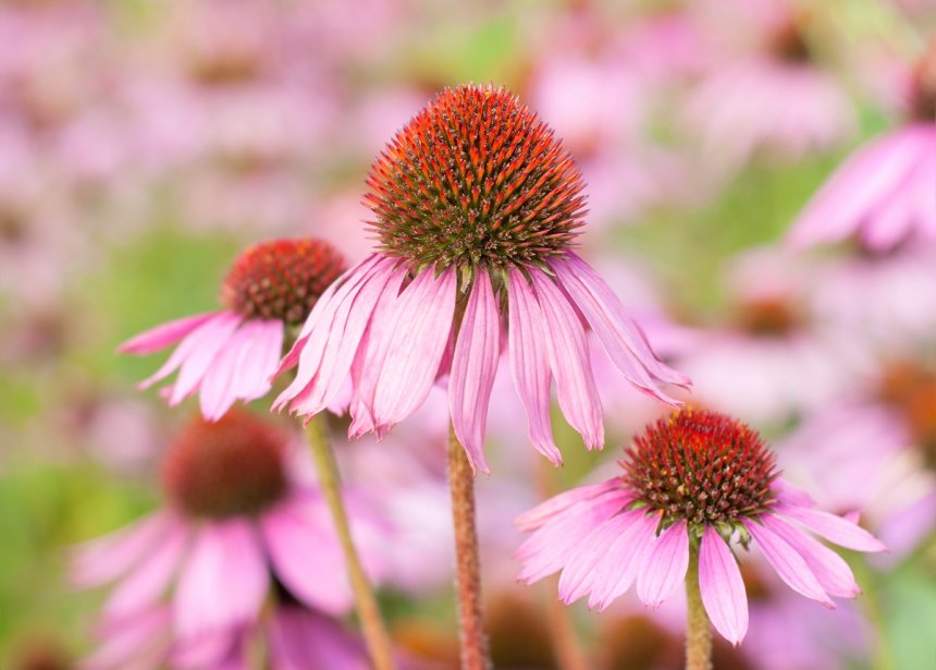 Echinacea purpurea