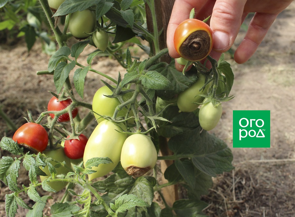 Всё о посадке, выращивании и уходе за помидорами